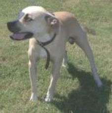 Stegal - URGENT! FOSTER NEEDED