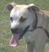 Stegal - URGENT! FOSTER NEEDED