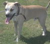 Stegal - URGENT! FOSTER NEEDED