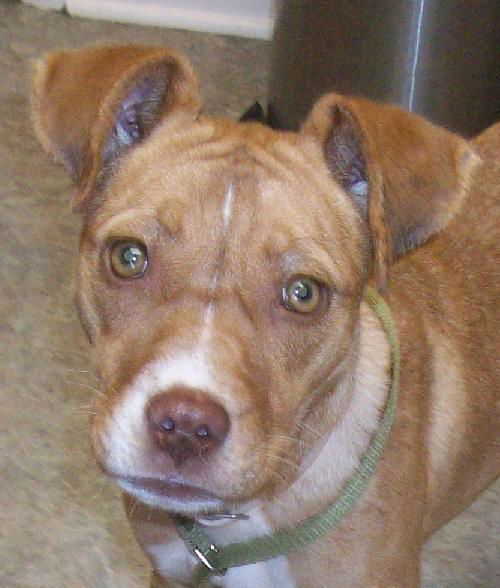 Sarah - URGENT! NEED FOSTER!