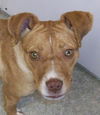 Sarah - URGENT! NEED FOSTER!