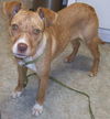 Sarah - URGENT! NEED FOSTER!