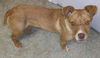 Sarah - URGENT! NEED FOSTER!