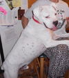 Reggie - URGENT! NEED FOSTER!