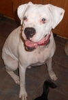 Reggie - URGENT! NEED FOSTER!