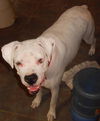 Reggie - URGENT! NEED FOSTER!