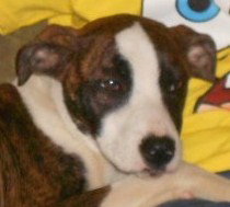 Lilly
