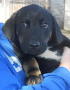 Louie