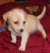 Kinzey