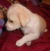 Kinzey