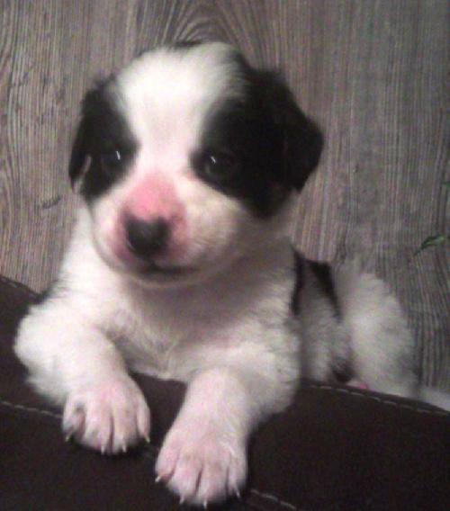 Little Bear