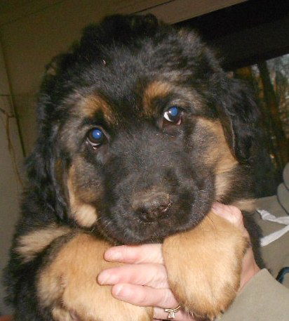 Newfie mix babies - females!