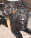 Newfie mix babies - females!