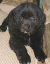 Newfie mix babies - females!