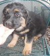 Newfie mix babies - females!