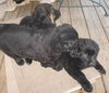 Newfie mix babies - Males!