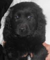 Newfie mix babies - Males!