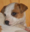 Lilly