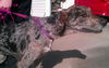 Annabell