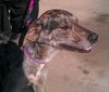 Annabell