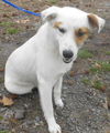 Ringo