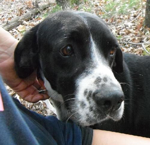 Donald - URGENT! Need foster!