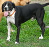 Donald - URGENT! Need foster!
