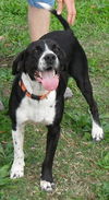 Donald - URGENT! Need foster!