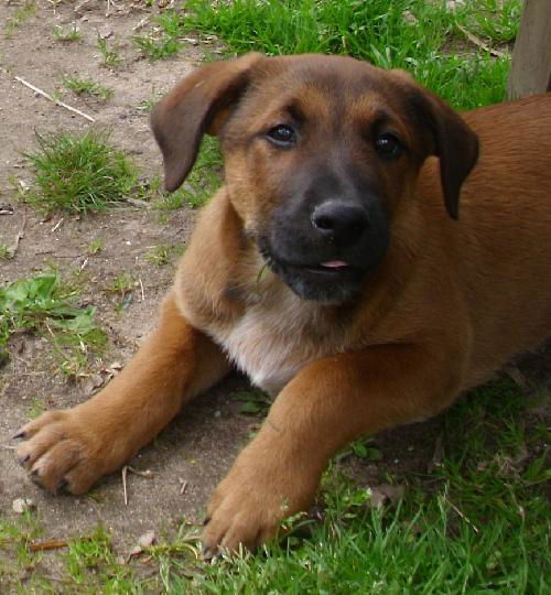 Scout