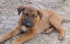 Scout