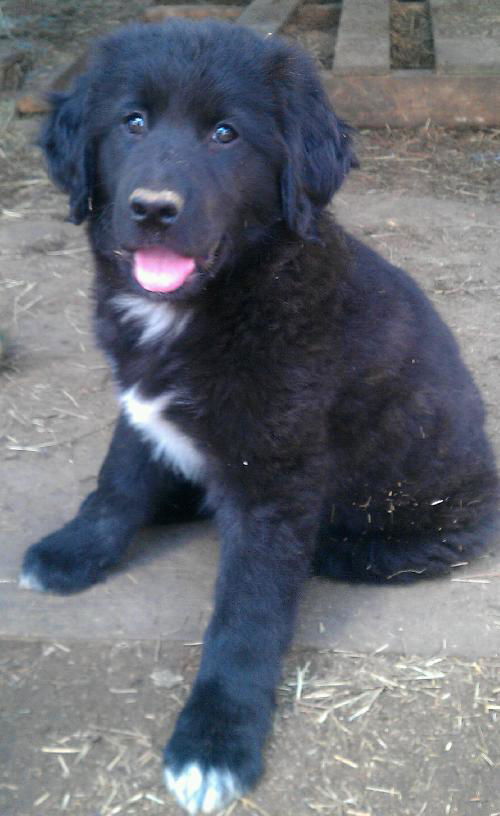 Archie