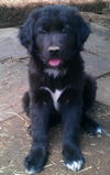 Archie