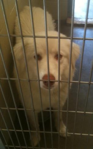 Shiloh
