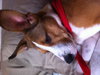 Roxy