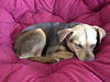 Samson