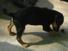 Diesel