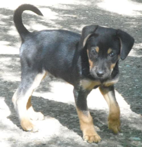 Diesel