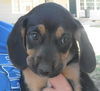 Hound/lab mix puppies