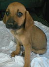 Hound/lab mix puppies