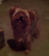 Shelbee