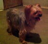 Shelbee