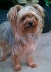 Shelbee