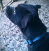 Owen