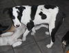 Peg- URGENT!! NEED FOSTER!