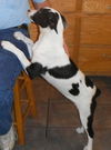 Peg- URGENT!! NEED FOSTER!
