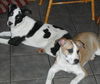 Peg- URGENT!! NEED FOSTER!