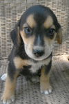 Alvin