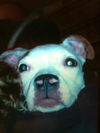 Lexie