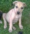 Skeeter