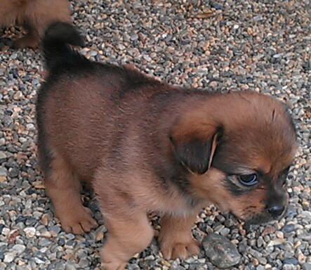 Bugsey